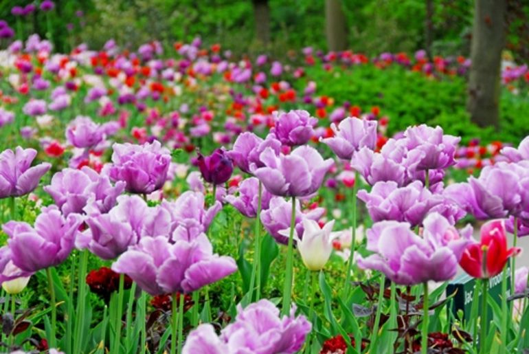 Gambar taman bunga tulip terbesar di dunia di Keukenhof 