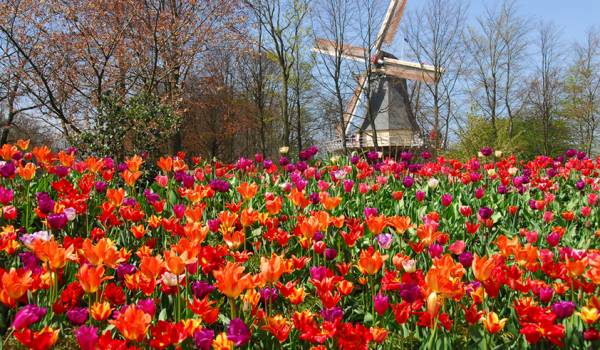  Gambar  taman  bunga  tulip  terbesar di  dunia di  Keukenhof 