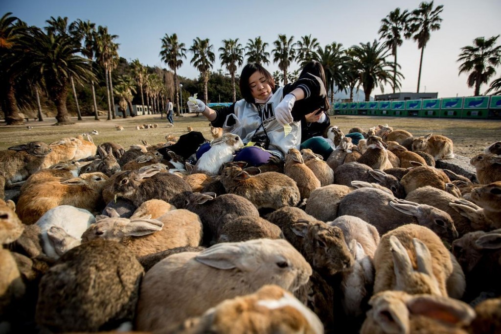 bunny-stampede-japan-rabbit-island (1)