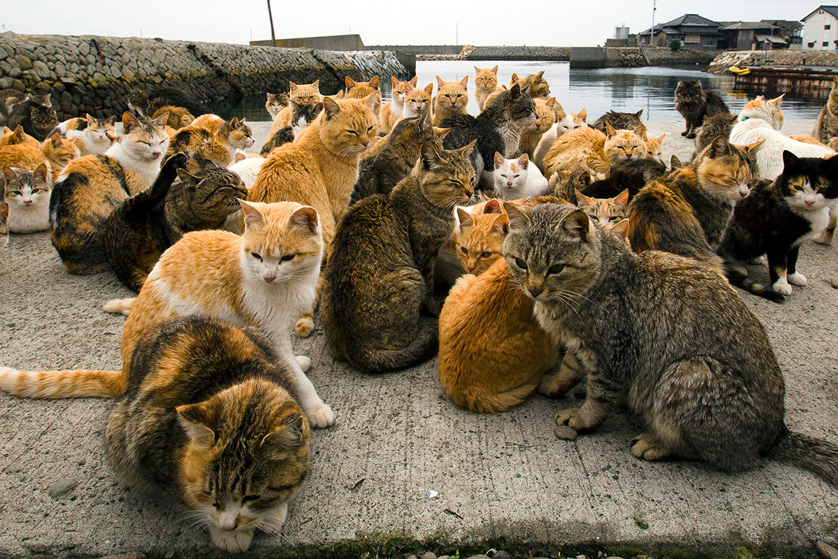 Pulau Aoshima didominasi kucing. Foto -wangolds.com