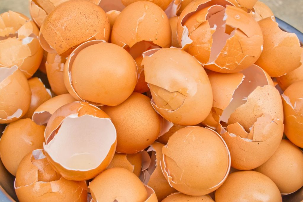 Kajian : Makan Kulit Telur Mampu Legakan Sakit Tulang
